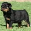 Photo №1. rottweiler - à vendre en ville de Hambuch | Gratuit | Annonce №128435