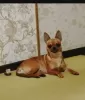 Photo №1. chihuahua - à vendre en ville de Traben-Trarbach | Gratuit | Annonce №128401