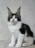 Photo №1. maine coon - à vendre en ville de Квакертаун | 379€ | Annonce № 118133