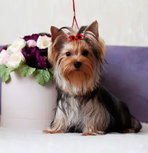 Photo №1. yorkshire terrier - à vendre en ville de Полоцк | Négocié | Annonce №4561