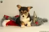 Photo №1. welsh corgi - à vendre en ville de Ioannina | 400€ | Annonce №63544