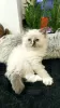 Photo №1. ragdoll - à vendre en ville de Zabrze | 600€ | Annonce № 34468