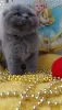 Photo №4. Je vais vendre scottish fold en ville de Пршибрам. éleveur - prix - 10411€