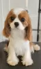 Photo №1. cavalier king charles spaniel - à vendre en ville de Leskovac | Gratuit | Annonce №100246