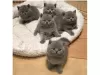 Photo №1. british shorthair - à vendre en ville de Berlin | 300€ | Annonce № 93701