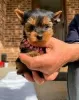 Photo №1. yorkshire terrier - à vendre en ville de Huntsville | négocié | Annonce №127880