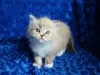 Photo №1. ragdoll - à vendre en ville de Zele | Gratuit | Annonce № 129688