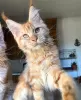 Photo №4. Je vais vendre maine coon en ville de Berlin. éleveur - prix - 500€