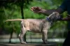 Photos supplémentaires: Chiots Cane Corso