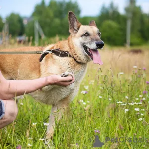 Photos supplémentaires: Chien bien élevé et confortable pour la vie