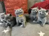 Photo №1. british shorthair - à vendre en ville de Los Angeles | 568€ | Annonce № 125008