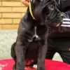 Photo №2 de l'annonce № 98898 de la vente cane corso - acheter à Allemagne éleveur