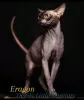 Photos supplémentaires: Sphynx Show Quality et pour l'élevage de chaton noir