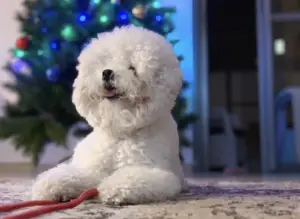 Photo №4. Je vais vendre bichon à poil frisé en ville de Тель-Авив. de la fourrière, éleveur - prix - 2000€