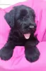 Photo №1. schnauzer géant - à vendre en ville de Krivoy Rog | 535€ | Annonce №78417