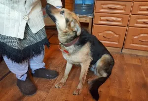 Photos supplémentaires: Chien de berger métis cherche une maison