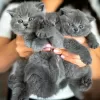 Photo №1. british shorthair - à vendre en ville de Paris | négocié | Annonce № 120534