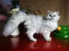 Photo №1. selkirk rex à longs poils - à vendre en ville de Rostov-sur-le-Don | négocié | Annonce № 43861