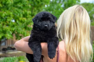 Photos supplémentaires: femelle noire, 1,5 mois, en tant qu'homme, KSU, marque