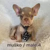 Photo №4. Je vais vendre bouledogue en ville de Trstenik.  - prix - négocié