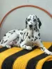 Photo №2 de l'annonce № 52175 de la vente dalmatien - acheter à Fédération de Russie éleveur