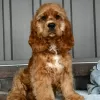 Photo №4. Je vais vendre cocker spaniel anglais en ville de Bogotá. annonce privée - prix - 189€