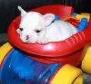 Photo №4. Je vais vendre bouledogue en ville de Ingolstadt. annonce privée - prix - 246€