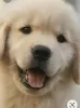 Photo №1. golden retriever - à vendre en ville de Chicago | 473€ | Annonce №46540