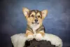 Photo №1. welsh corgi - à vendre en ville de Kiev | 601€ | Annonce №9074