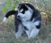 Photo №1. husky de sibérie - à vendre en ville de Aarschot | Gratuit | Annonce №105500