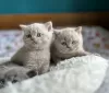 Photo №1. british shorthair - à vendre en ville de Васа | Gratuit | Annonce № 130641