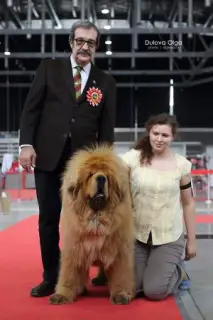 Photo №1. dogue du tibet - à vendre en ville de Moscou | 2129€ | Annonce №1320