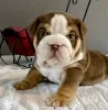 Photo №1. bulldog anglais - à vendre en ville de Центральные Афины | 284€ | Annonce №64750