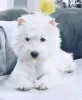 Photos supplémentaires: Un élevage propose des chiots West Highland White Terrier