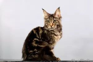 Photo №2 de l'annonce № 5244 de la vente maine coon - acheter à Fédération de Russie éleveur