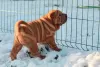 Photos supplémentaires: Chiots Shar Pei