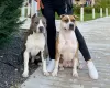 Photo №4. Je vais vendre american staffordshire terrier en ville de Chisinau. annonce privée, de la fourrière, éleveur - prix - 1200€