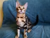 Photos supplémentaires: Chatons Bengal comme animaux de compagnie