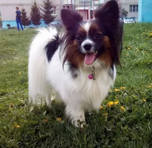 Photos supplémentaires: Magnifique petit garçon papillon. Épagneul jouet continental - PapillonDog