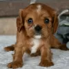 Photo №4. Je vais vendre cavalier king charles spaniel en ville de Salvador. annonce privée - prix - 279€