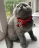 Photo №4. Je vais vendre british shorthair en ville de Berlin. annonce privée, éleveur - prix - 300€