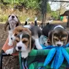 Photo №4. Je vais vendre beagle en ville de Гамбург. annonce privée - prix - 423€