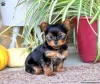 Photo №2 de l'annonce № 63810 de la vente yorkshire terrier - acheter à Allemagne 