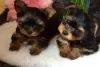 Photo №1. yorkshire terrier - à vendre en ville de Miami | Gratuit | Annonce №11723