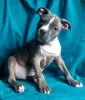 Photos supplémentaires: Superbe mâle American Staffordshire Terrier