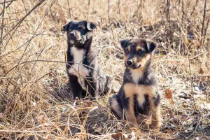 Photo №4. Je vais vendre chien bâtard en ville de Kiev. annonce privée - prix - Gratuit