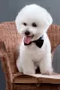 Photos supplémentaires: Chiots bichon frisé