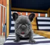 Photo №4. Je vais vendre bouledogue en ville de Дортмунд. annonce privée - prix - 320€