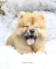 Photo №4. Je vais vendre chow-chow en ville de Дортмунд. annonce privée, de la fourrière, de l'abri - prix - 400€