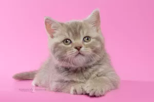 Photo №2 de l'annonce № 5063 de la vente british shorthair - acheter à Biélorussie de la fourrière